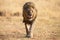 Lone lion male walking through dry brown grass hunt for food