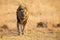 Lone lion male walking through dry brown grass hunt for food