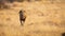 Lone lion male walking through dry brown grass hunt for food