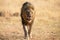 Lone lion male walking through dry brown grass hunt for food