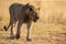 Lone lioness walking through dry brown grass hunt for food