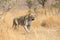 Lone lioness walking through dry brown grass hunt for food