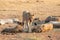 Lone lioness walking through dry brown grass hunt for food