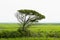 Lone Live Oak Tree Towers Over The Saltwater Marsh