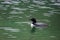 Lone Loon in an Alaskan Lake