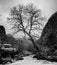 Lone majestic tree in a remote mountain valley in the southern Swiss Alps