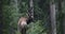 A lone male of big red deer stag, Cervus Elaphus  stand at the egde of the mountain forest.