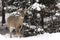 Lone male deer in winter forest