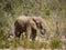 Lone male desert elephant feeding on bushes in Hoarusib river bed, Namibia, Southern Africa