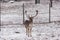 A lone male fallow deer in a snowy field