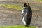 Lone male king penguin cleans feathers