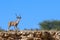Lone male kudu bull gorgeous horns standing in dry desert