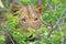 A lone male lion looks out from behind a vibrant green bush