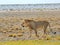 A lone male lion walking across the etosha plains