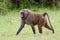 Lone Male Olive, or Savanna, Baboon, Walking