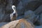 Lone Male Pelican perched on Pelikan Rock in Cabo San Lucas Baja Mexico