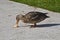 Lone mallard duck eats ice cream