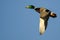 Lone Mallard Duck Flying in a Blue Sky