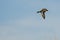 Lone Mallard Duck Flying in a Blue Sky