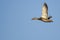 Lone Mallard Duck Flying in a Blue Sky