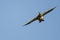 Lone Mallard Duck Flying in a Blue Sky