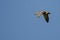 Lone Mallard Duck Flying in a Blue Sky