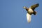 Lone Mallard Duck Flying in a Blue Sky