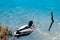 A lone mallard duck swimming across a glassy calm pond