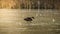 A lone mallard duck walks to the shore of a frozen pond
