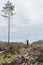 Lone man among felled timber. One tall tree