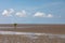 Lone mangrove on mudflat at low tide with blue sky