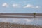 Lone mangrove on mudflat at low tide with blue sky