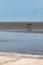 Lone mangrove on mudflat at low tide with blue sky