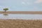 Lone mangrove on mudflat at low tide with blue sky