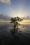 Lone Mangrove at sunrise in Card Sound, Florida.