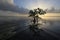 Lone Mangrove at sunrise in Card Sound, Florida.