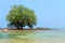 Lone Mangrove Tree in the Rocky Shallows of a Tropical Sea