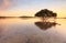 Lone mangrove tree and roots in tidal shallows