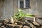 A lone maple sprout grew among a pile of old bricks near the old house with window and white curtain