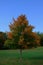 Lone Maple Tree With Changing Leaves