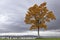 A lone maple tree on the Everett Waterfront