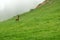 A lone a maral running around on the green grass in the fog