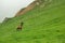 A lone a maral running around on the green grass in the fog