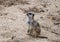 A lone Meerkat Suricata suricatta