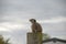 A lone Meerkat Suricata suricatta