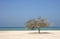 Lone mesquite tree in Al Jazair sea beach Bahrain