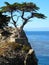 Lone Monterey Cypress