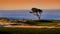 A  lone Monterey Cypress in a Golf Course