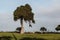 Lone Monterey Cypress Tree in La Jolla, California