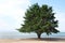 Lone Monterey Pine Tree on the beach